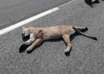 En Tamaulipas sería obligatorio reportar animales atropellados