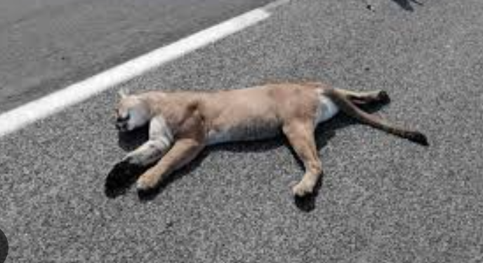 En Tamaulipas sería obligatorio reportar animales atropellados
