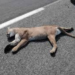 En Tamaulipas sería obligatorio reportar animales atropellados