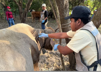 Detectan caso de gusano barrenador en rancho de Llera