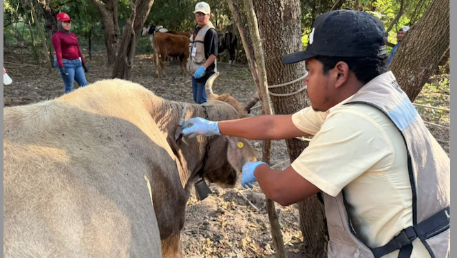 Detectan caso de gusano barrenador en rancho de Llera