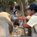 Detectan caso de gusano barrenador en rancho de Llera