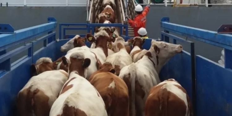 Confían en que Tamaulipas reanude exportación de becerros a EU en primer semestre del 2026