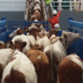 Confían en que Tamaulipas reanude exportación de becerros a EU en primer semestre del 2026