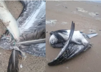Llaman a Seduma a proteger a pelicanos de Playa Bagdad