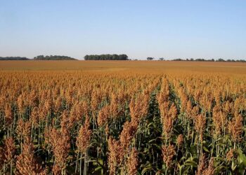 Desaprovecha Tamaulipas potencial en producción de etanol.