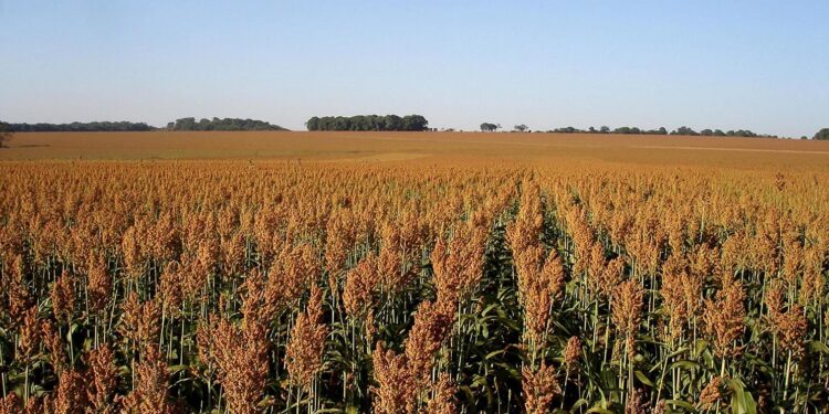 Desaprovecha Tamaulipas potencial en producción de etanol.