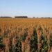 Desaprovecha Tamaulipas potencial en producción de etanol.