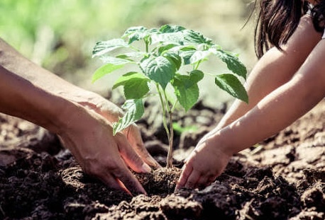 Morena quiere que escuelas enseñen agricultura.