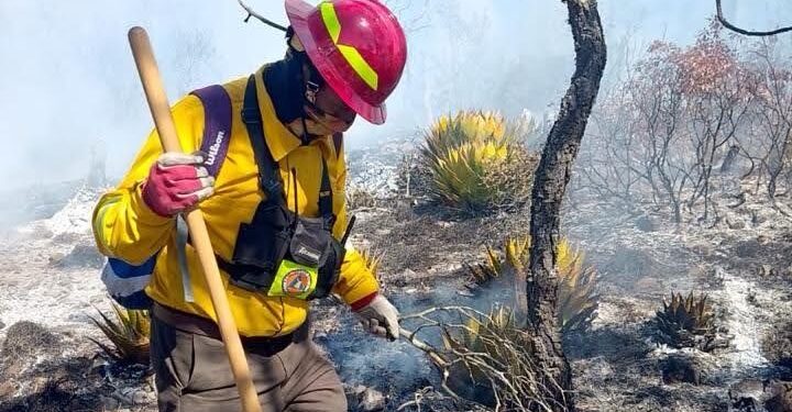 Sigue fuera de control incendio forestal en Miquihuana; afecta zona de la mariposa monarca