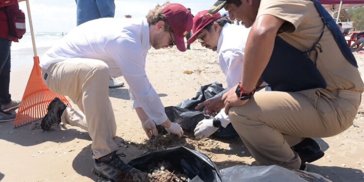 Restos de petróleo en La Pesca pone en riesgo a la tortuga lora