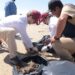 Restos de petróleo en La Pesca pone en riesgo a la tortuga lora
