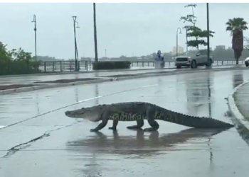 Aumenta presencia de cocodrilos en Tampico, Madero y Altamira; advierten riesgos.