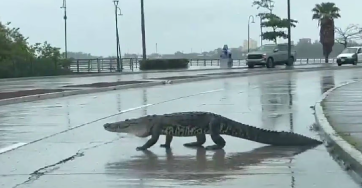 Aumenta presencia de cocodrilos en Tampico, Madero y Altamira; advierten riesgos.