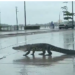Aumenta presencia de cocodrilos en Tampico, Madero y Altamira; advierten riesgos.