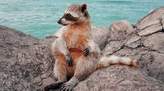 Mapaches ya son un «dolor de cabeza» en el sur de Tamaulipas