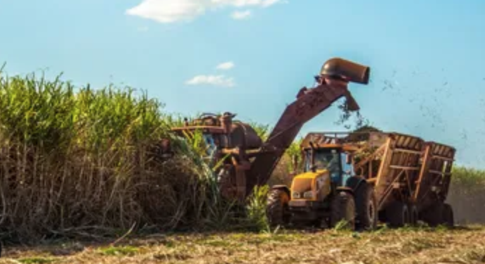 Cosecha de caña en Tamaulipas será de 1.9 millones de toneladas