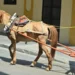 Reforzarán prohibición de uso de caballos de carga en calles asfaltadas.