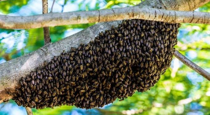 Abejas matan a un hombre en Soto la Marina