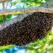 Abejas matan a un hombre en Soto la Marina