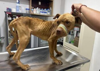 Proponen fiscalía especializada para combatir maltrato animal
