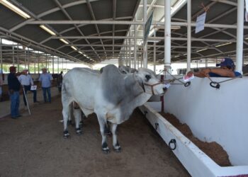 Endurecerán cerco sanitario contra gusano barrenador en Tamaulipas: advierte SENASICA