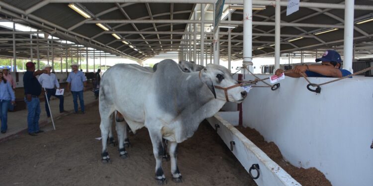 Endurecerán cerco sanitario contra gusano barrenador en Tamaulipas: advierte SENASICA