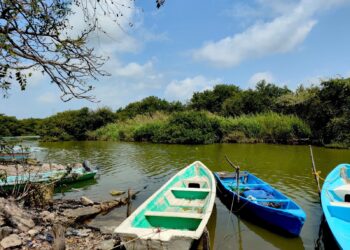 Prohíben pesca de camarón en Tamaulipas por 45 días