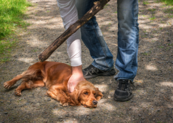 Ven en el maltrato animal un alerta temprana de otros delitos