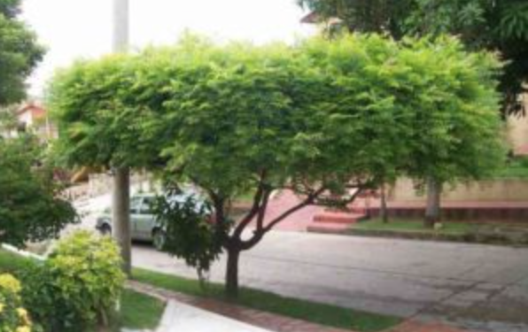 Morena propone banqueta para captar agua de lluvia