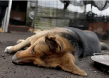 Buscan frenar envenenamiento de perros en calles y parques