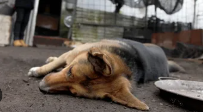 Buscan frenar envenenamiento de perros en calles y parques