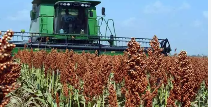 Importaciones de granos hunden al campo tamaulipeco