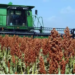 Importaciones de granos hunden al campo tamaulipeco
