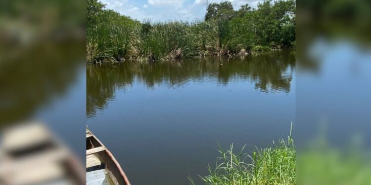 Hallan hombre sin vida; cocodrilo rondaba el cuerpo en laguna de Madero