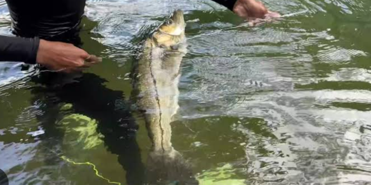 Prohíben capturar robalo en costas de Tamaulipas