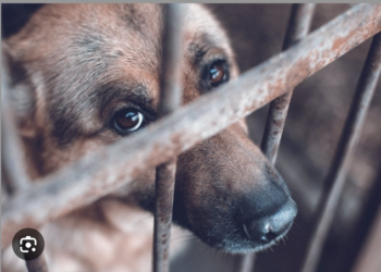 Morena quiere crear un padrón de agresores de animales.