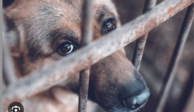 Morena quiere crear un padrón de agresores de animales.