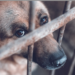 Morena quiere crear un padrón de agresores de animales.