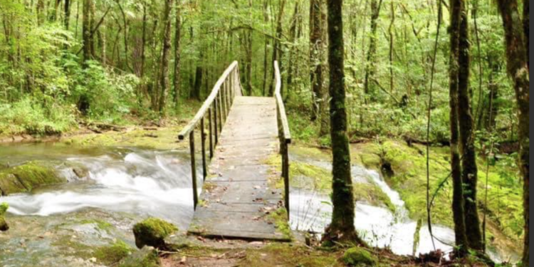 Desaprovecha Tamaulipas su potencial forestal.