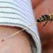 Calor dispara ataques de abejas en Tamaulipas; van 200 personas afectadas