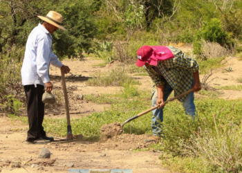 Incendios destruyen 1,608 hectáreas y gobierno reforesta ¡apenas 10!