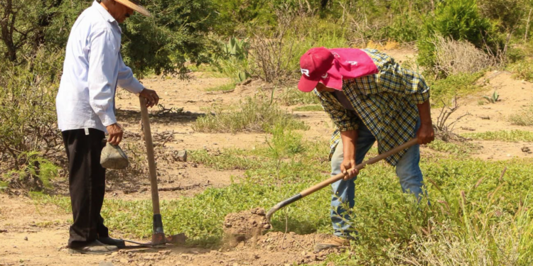 Incendios destruyen 1,608 hectáreas y gobierno reforesta ¡apenas 10!