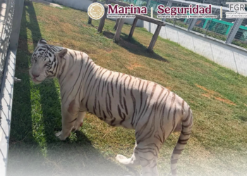 Incautan 130 animales exóticos y 5 inmuebles en Tamaulipas