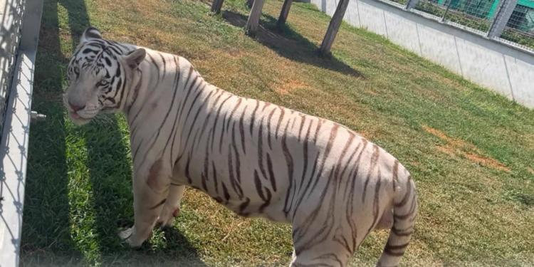 Incautan 130 animales exóticos y 5 inmuebles en Tamaulipas