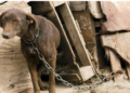 Municipios deberán reforzar maltrato animal