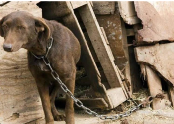Municipios deberán reforzar maltrato animal