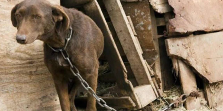 Municipios deberán reforzar maltrato animal
