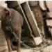 Municipios deberán reforzar maltrato animal