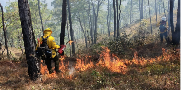 Nuevos incendios golpean  las sierras de Tamaulipas   